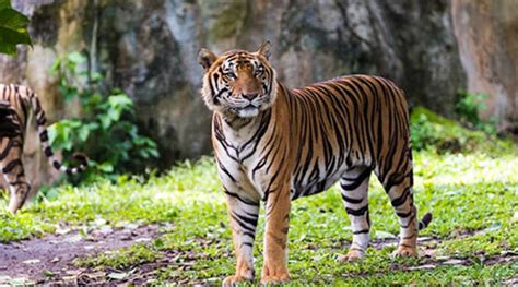 After day-long operation, Royal Bengal tiger driven out of Assam village by forest officials ...