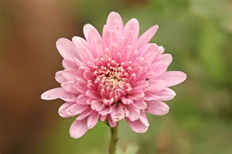 Chrysanthemum - Wikipedia