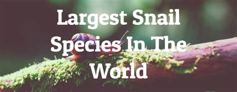 8 Largest Snail Species In The World - Largest.org