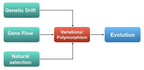 Gene Flow vs. Genetic Drift- The Battle Of Genetic Forces – Genetic ...