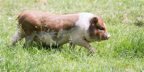 10 Small Pig Breeds that Look Cute | Farming Base