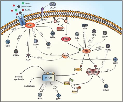 Viruses | Free Full-Text | Adapting the Stress Response: Viral Subversion of the mTOR Signaling ...