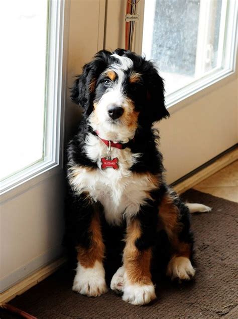 Golden Retriever, Bernese Mountain Dogs, Bernese Dog, Beautiful Dogs ...