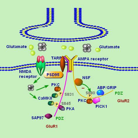 Pathways of AMPA receptor trafficking. AMPA receptors may cycle between ...