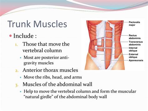 PPT - Muscular System Notes PowerPoint Presentation, free download - ID:6090122