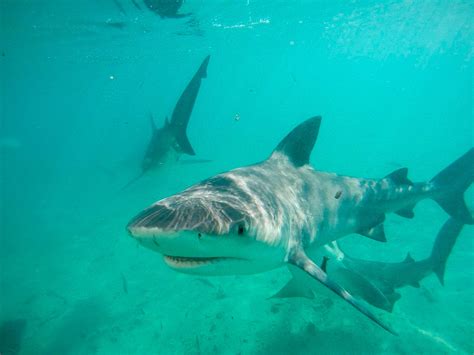 Drones capture videos of 60 sharks swimming in Gulf Coast - al.com