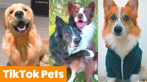 Cute TikTok Pets to Make You Laugh | Funny Pet Videos - YouTube