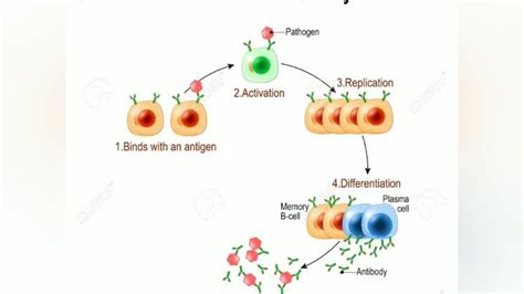 Immunoglobulin crossing placenta / Ig G / Image based learning / Basic ...