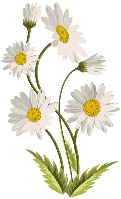 Daisies clipart marguerite daisy, Daisies marguerite daisy Transparent FREE for download on ...