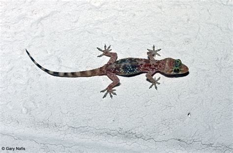 How to Get Rid of Common House Gecko Eggs - Pet Food Guide