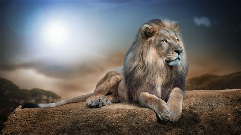 Awesome Cool Animal Wallpapers - Top Free Awesome Cool Animal ...