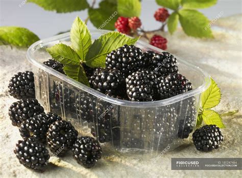 Blackberries in plastic container — Healthy Eating, Front View - Stock ...