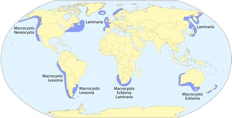 Kelp Forests and Climate Change | UPSC – IAS – Digitally learn