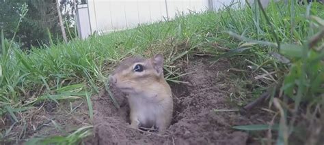 What Kind of Damage Can Chipmunks Cause