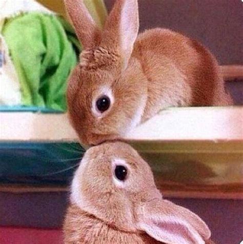 Bunnies Kissing Pictures, Photos, and Images for Facebook, Tumblr, Pinterest, and Twitter