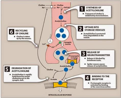 Pharmacological Blog: The Cholinergic Neuron