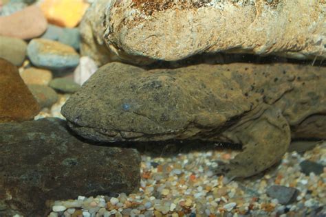 Hellbender Salamander Rediscovered in Alabama - Newsweek