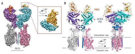 Could coffee offer protection from catching COVID-19?