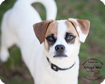 Hickory Creek, TX - Rat Terrier/Beagle Mix. Meet Gus a Dog for Adoption. | Rat terriers, Rat ...