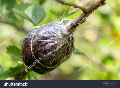 Air Layering Cultivar Chinese Hibiscus Hibiscus Stock Photo 1924161491 | Shutterstock