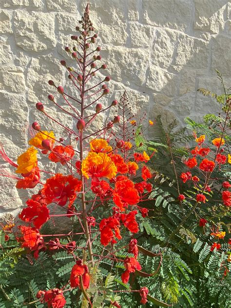 Red Bird of Paradise Seeds, 10 Seeds, Beautiful Red/yellow Blooms drought-tolerant & Deer ...