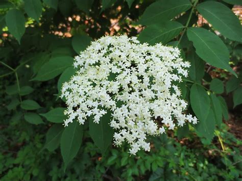 American elderberry flower cluster