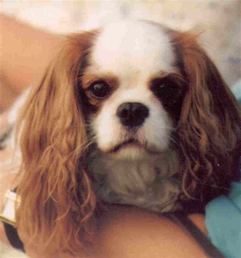 Cavalier King Charles Spaniel | Health & Genetic Diseases