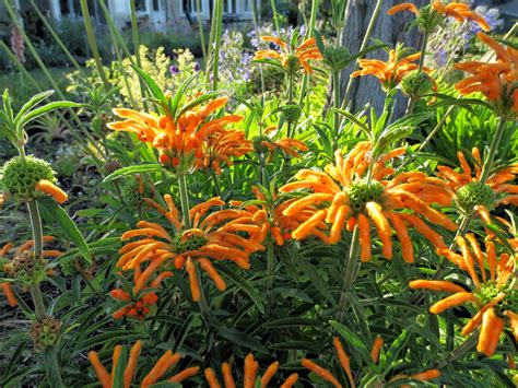 Late to the Garden Party: My favorite plant this week: Leonotis leonurus