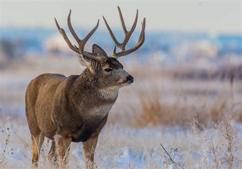 Guided Mule Deer Hunting in Northeast Montana | Burke Ranch Outfitters