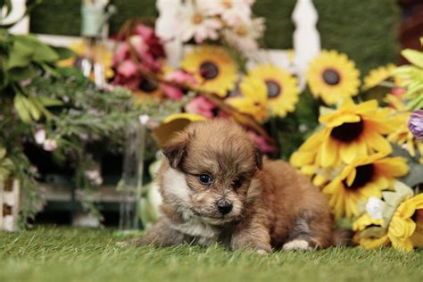 Lhasa Apso — Heritage Puppies