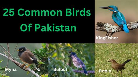 25 Common Birds Of Pakistan - YouTube