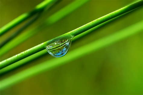 Wallpaper : grass, water drops, branch, green, yellow, dew, leaf, flower, drop, petal, close up ...