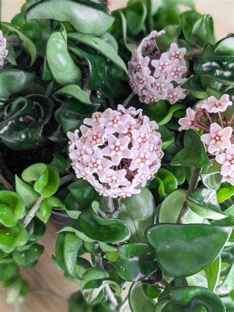 How to get a hoya to bloom & my tips for encouraging flowering!