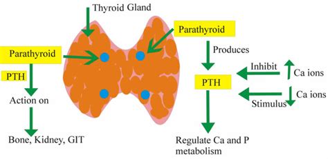 Parathyroid hormone function, low parathyroid hormone & high ...