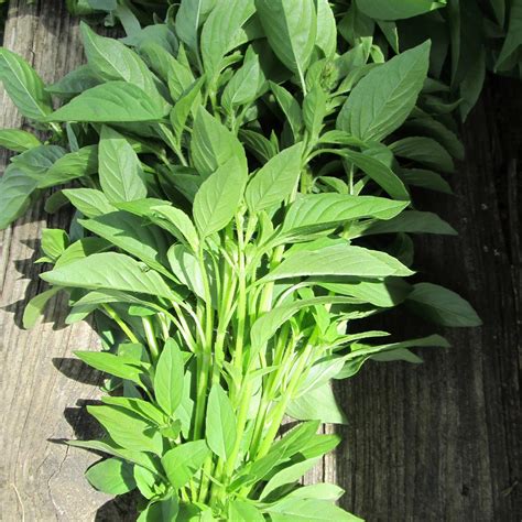 Lemon Basil Organic Seeds – Hudson Valley Seed Company