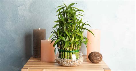 How to Grow Lucky Bamboo Houseplants (Dracaena sanderiana)