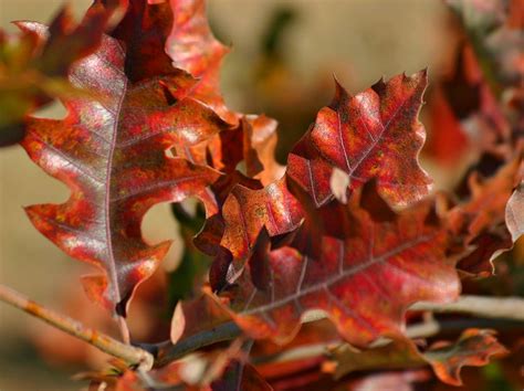 Southern Red Oak leaves | Flickr - Photo Sharing!