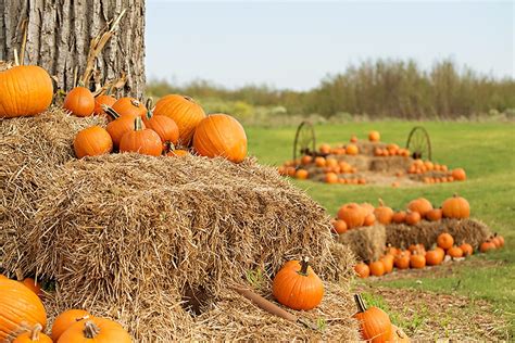 5 Fall Fun Pumpkin Patches, Festivals, Corn Mazes, & More