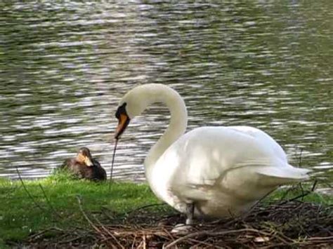 Swan Nesting Behavior - YouTube