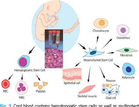 [PDF] Clinical utilization of cord blood over human health: experience ...