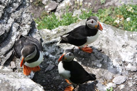 Puffins on Skellig Michael --- 07 June 2018 Puffin, June, Michael, Bird, Photo And Video ...