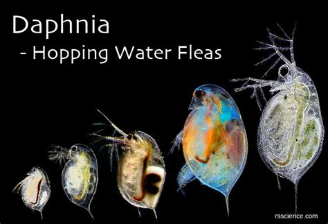 Daphnia – Biology, Classification, Characteristics, and Reproduction - Rs' Science