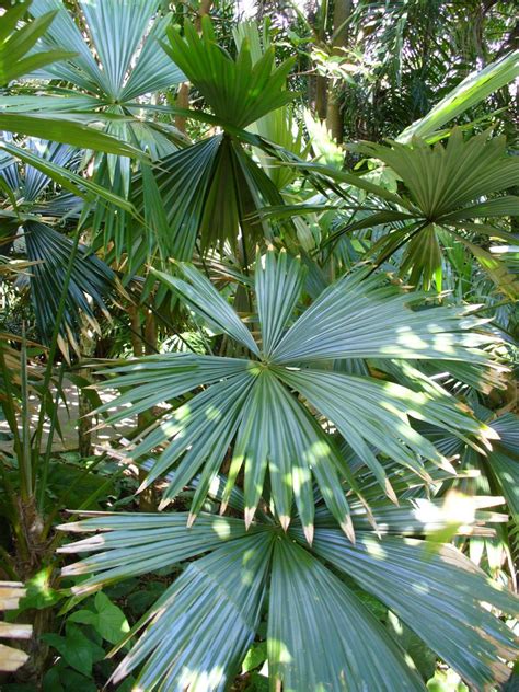 Plantas del Amazonas