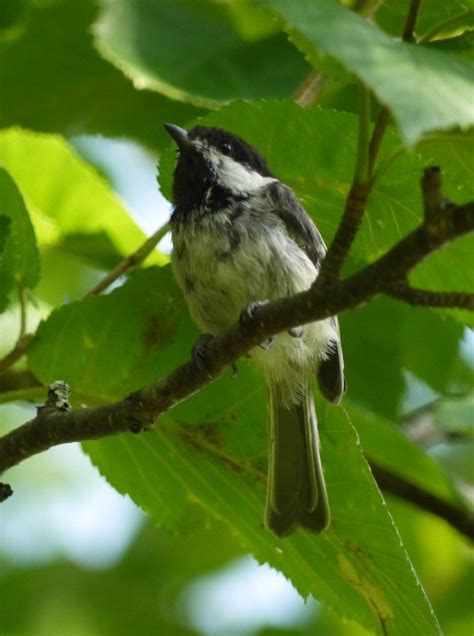 What is the State Bird of Maine? - 10,000 Birds