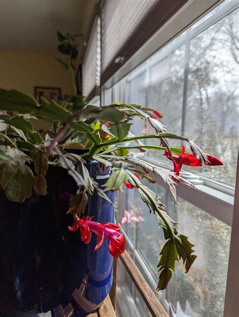 Why is my Thanksgiving cactus still blooming? : r/plantclinic