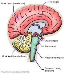 Sistem Saraf Pusat