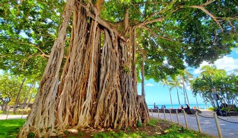 Waikiki banyan tree 🌴 Easy spot to see an Oahu banyan tree in Waikiki near the beach! 🌴 Honolulu ...