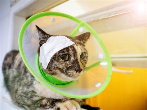 Injured Cat with Band-Aid at Head in Green Elizabethan Collar on Red ...