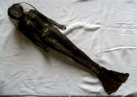 mermaid prop | Specialist Pathway | Mermaid skeleton, Cryptozoology, Mermaid