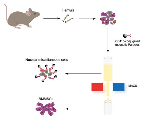 Isolation of Mouse Bone Marrow-Derived Mesenchymal Stem Cells - CD ...